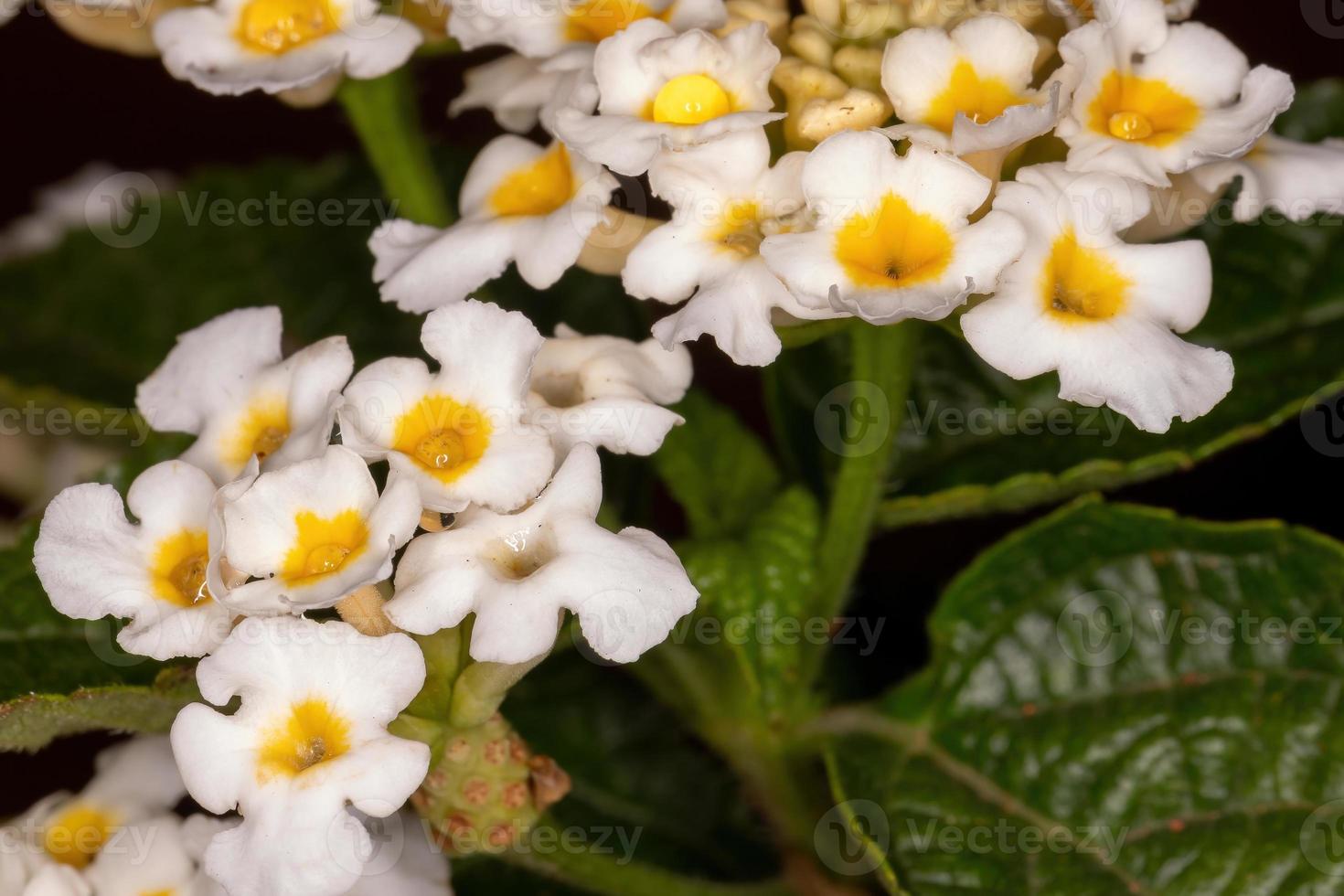 fleur de lantana commun photo