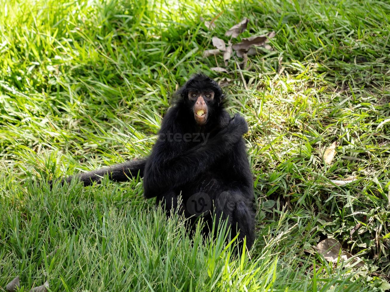 singe araignée noir à face noire photo