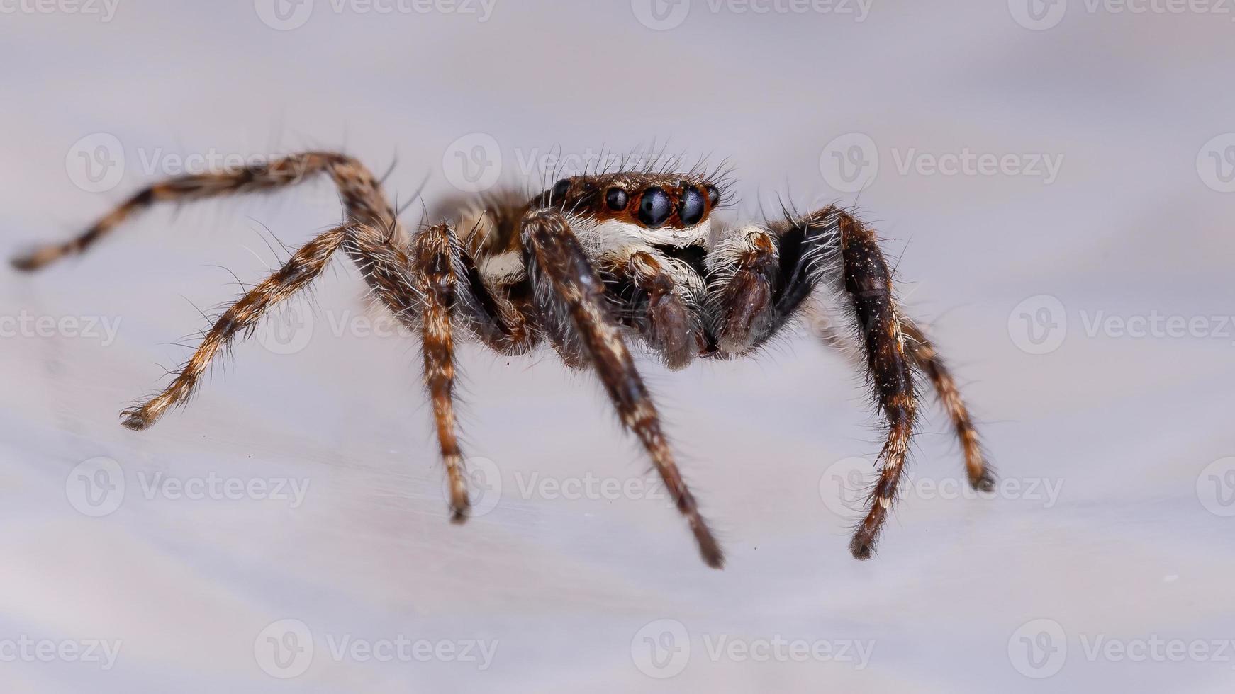 araignée sauteuse mur gris photo