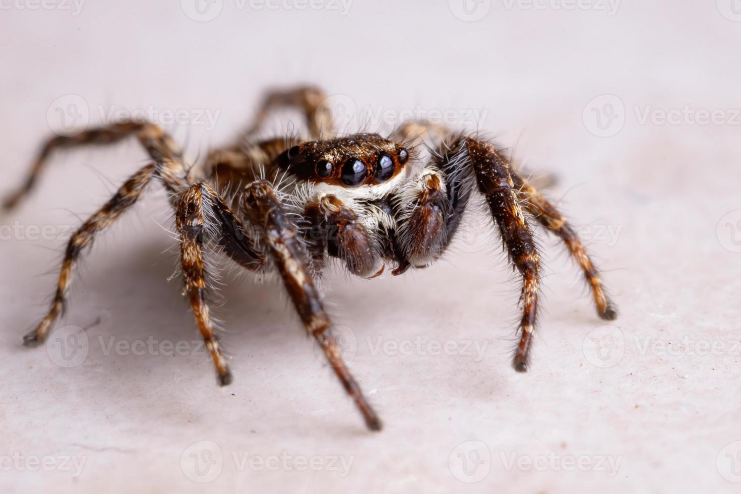 araignée sauteuse mur gris photo