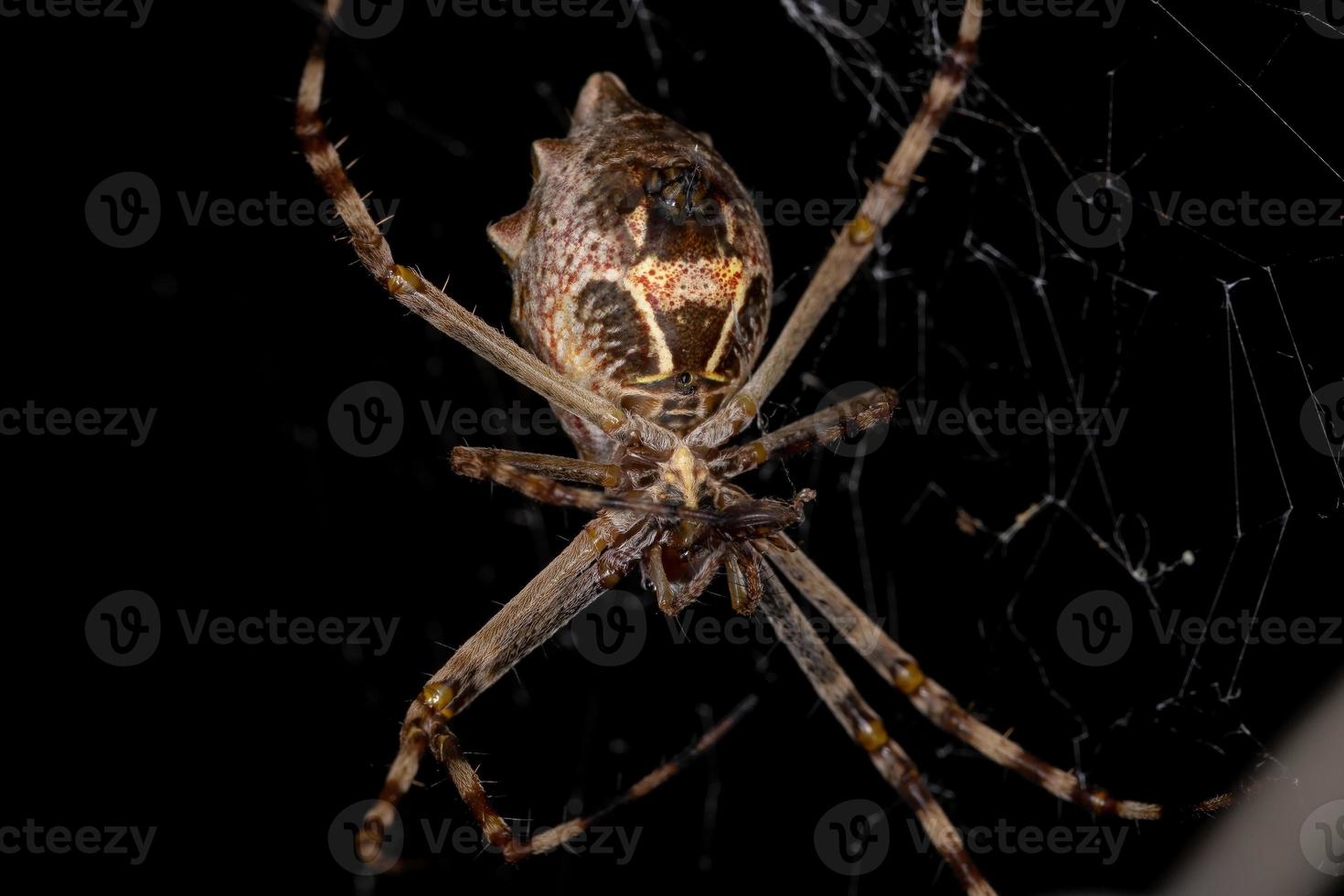 Orbweaver de jardin d'argent femelle adulte photo