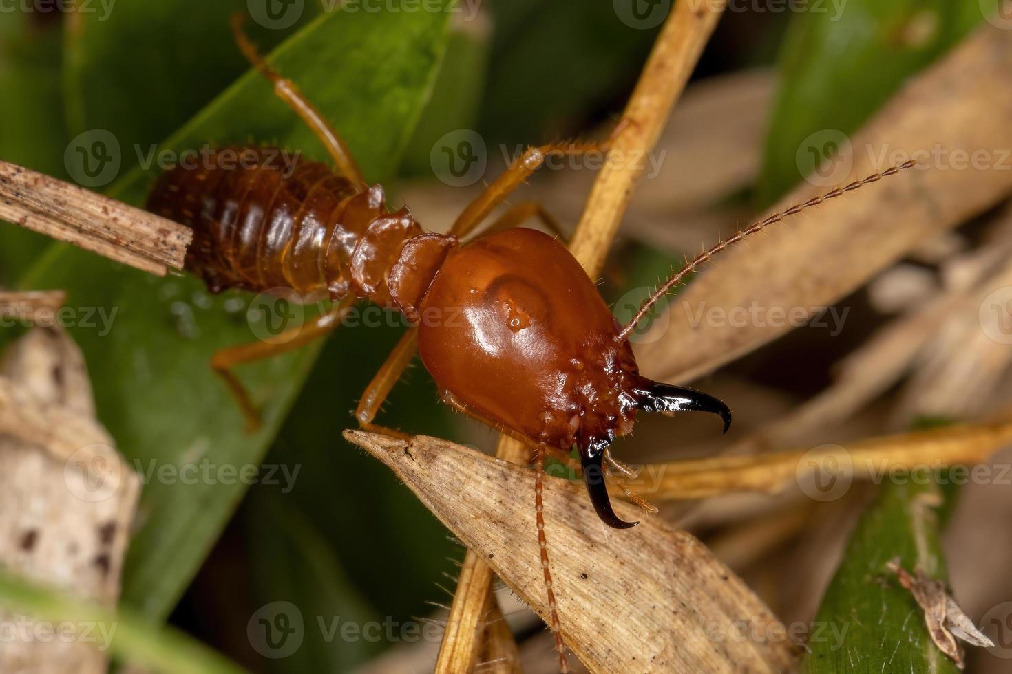 termite à museau adulte photo