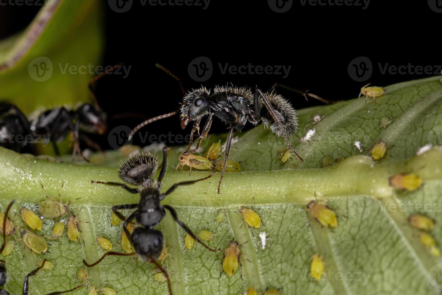 Fourmis charpentières adultes interagissant avec des pucerons dans une plante photo