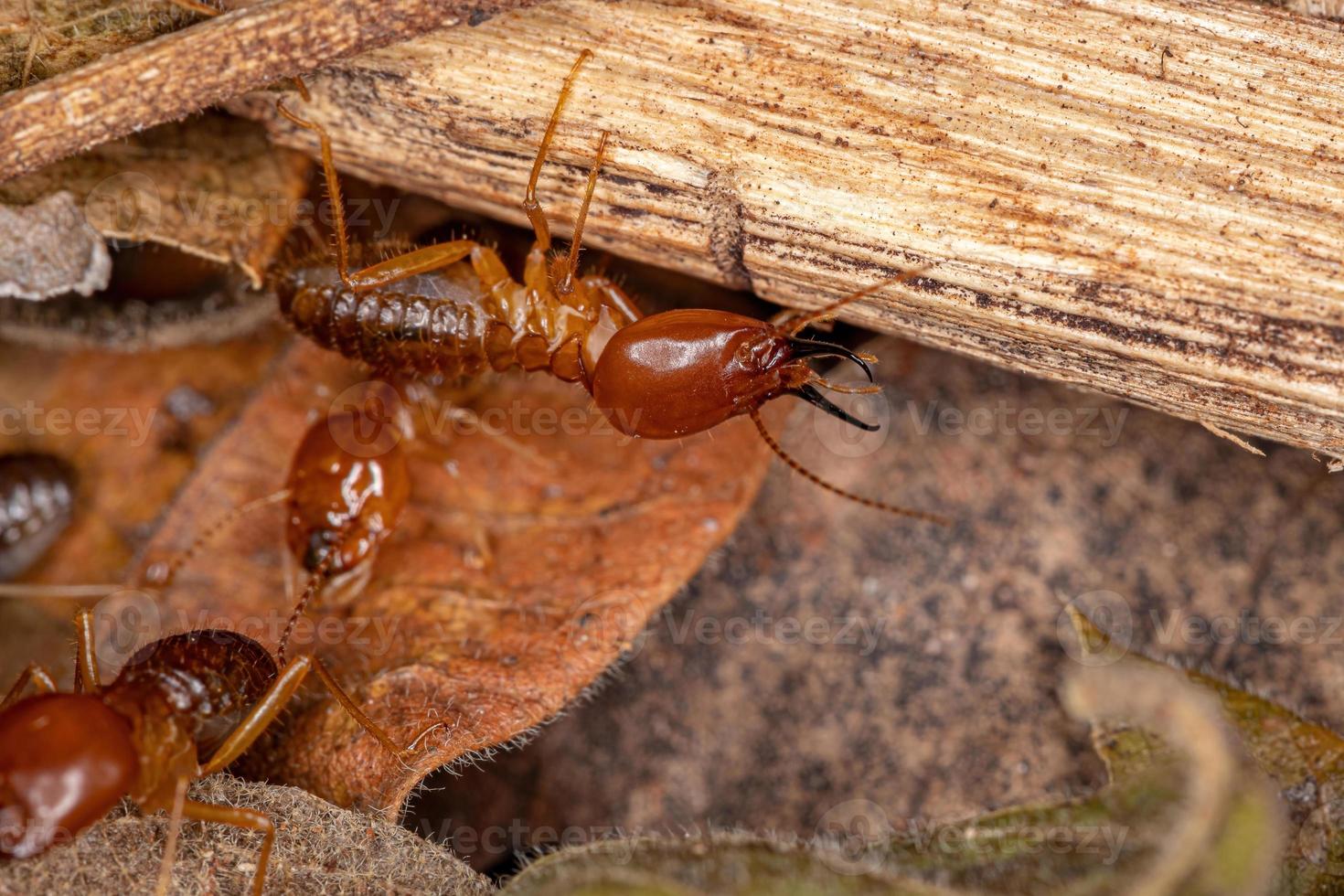 termite à museau adulte photo