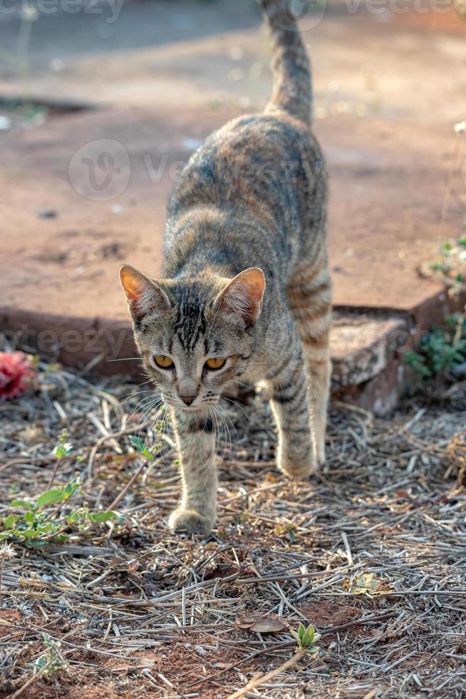 chat domestique sauvage photo