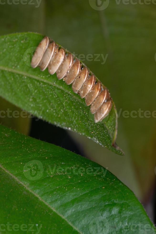 oeufs de katydid sur une feuille de jabuticaba photo