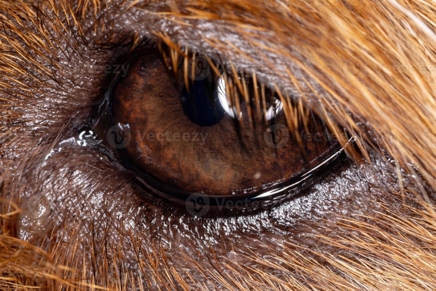 oeil de petit chien photo