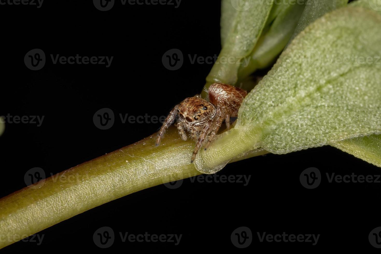 petite araignée sauteuse orange photo