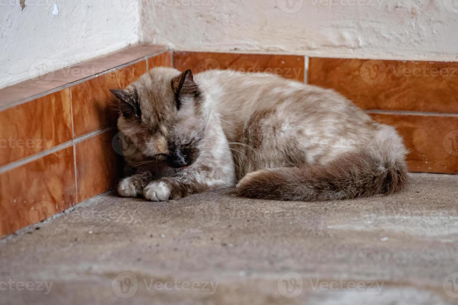 chat domestique blanc photo