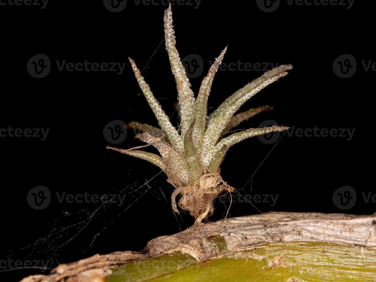 petit airplant brésilien photo