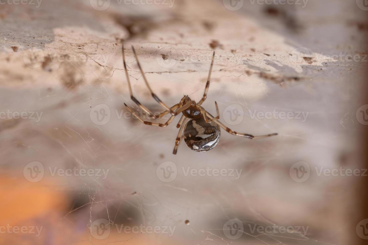 petite veuve brune photo