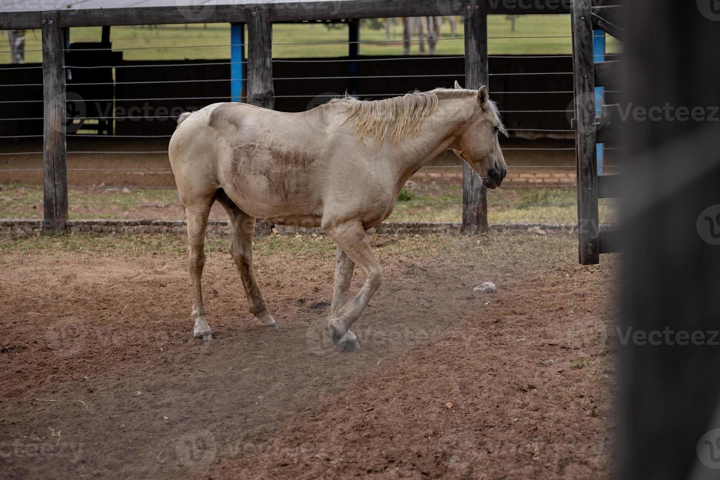 cheval dans une ferme brésilienne photo