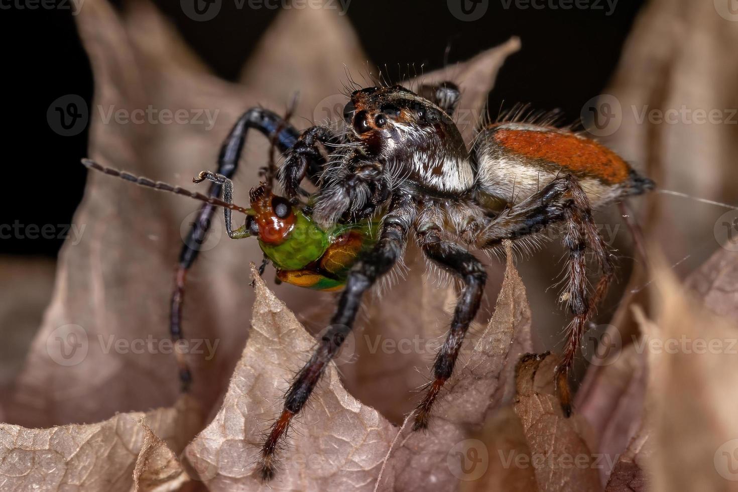 Araignée sauteuse mâle adulte s'attaquant à un coléoptère cucurbitacé photo