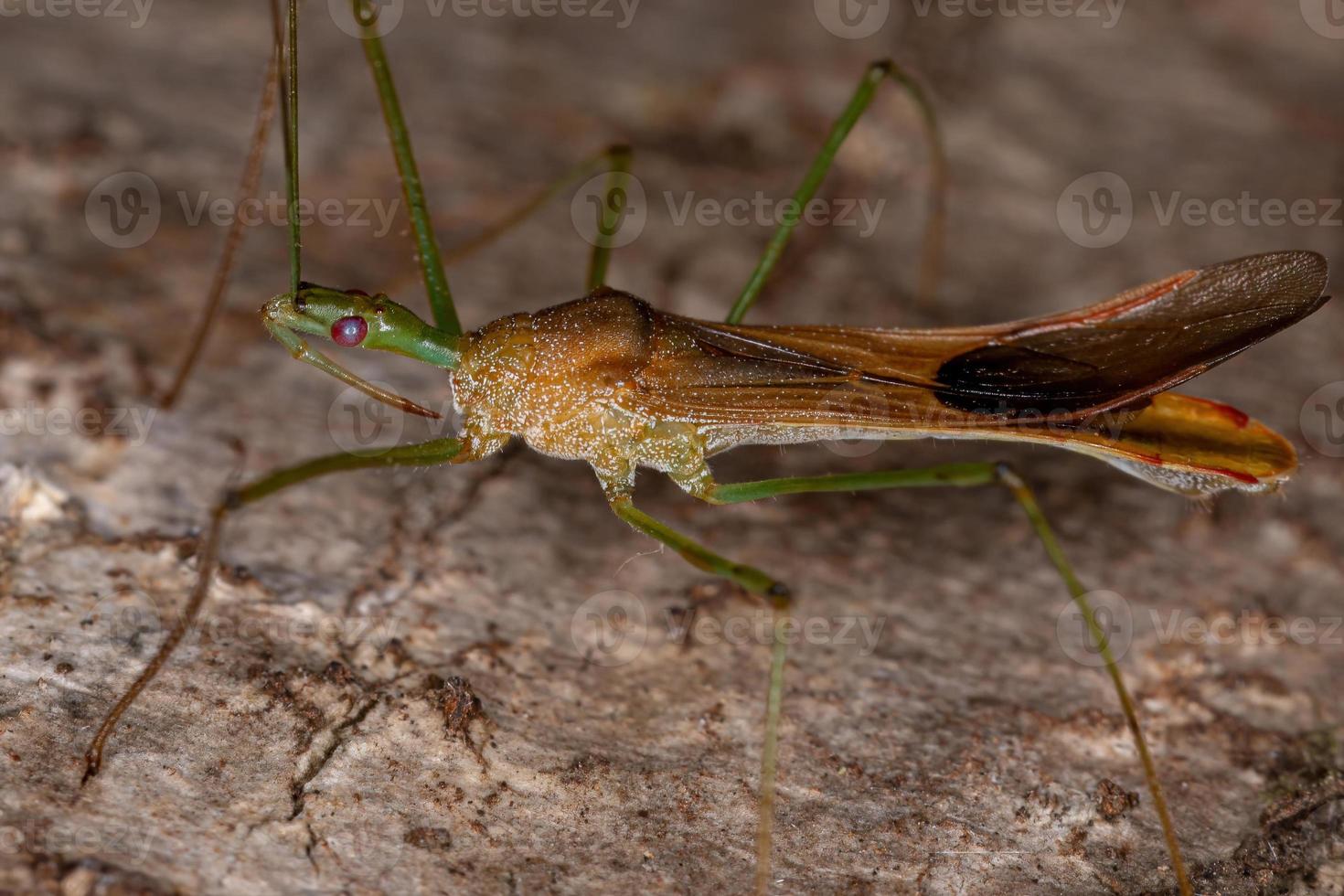 insecte assassin adulte photo