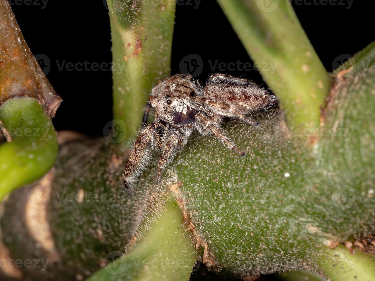 araignée sauteuse mâle photo