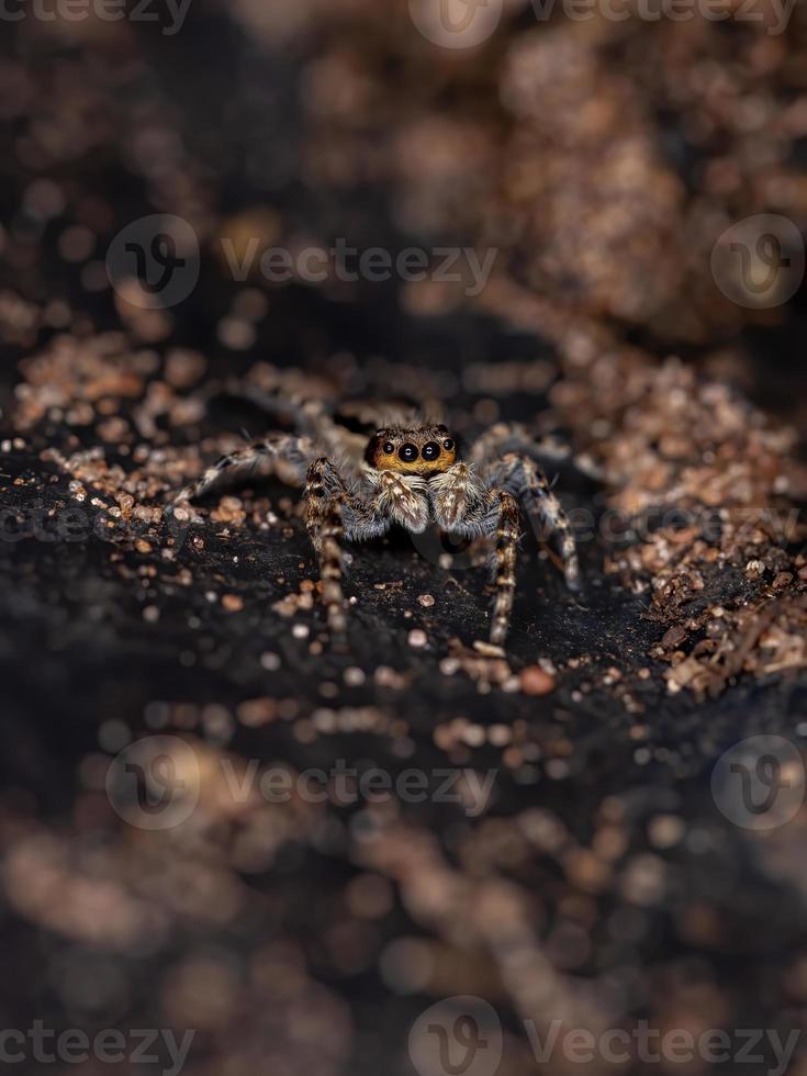 araignée sauteuse mur gris photo