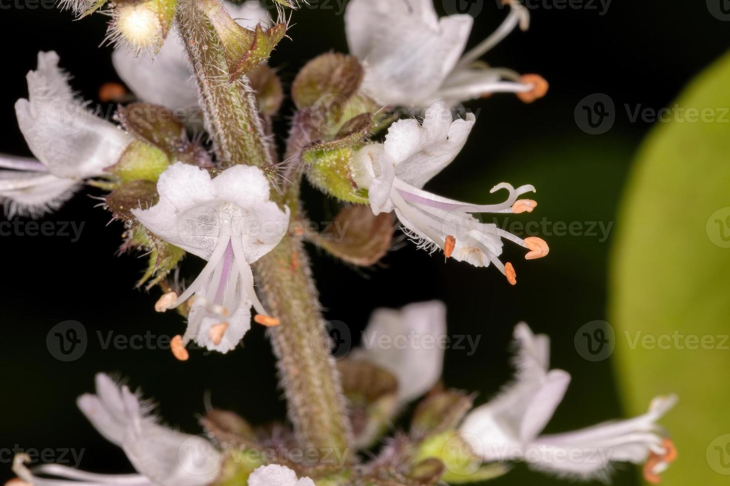 fleurs blanches de basilic doux photo