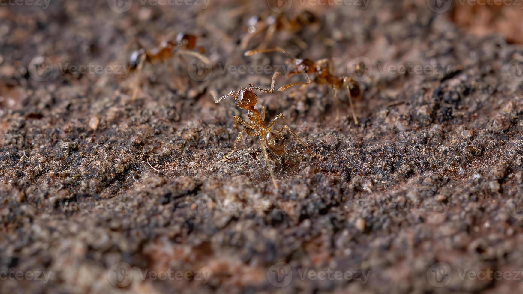 fourmis à grosse tête photo