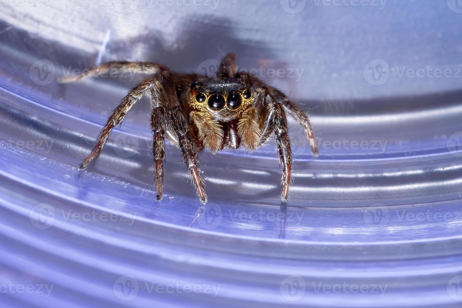 araignée sauteuse de la maison d'adanson photo