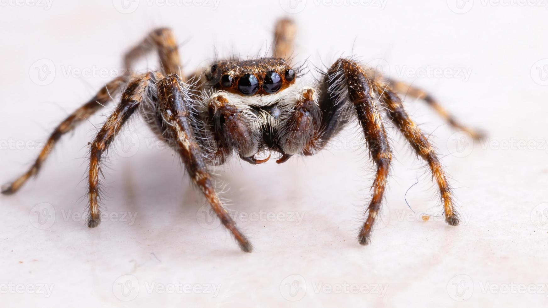 araignée sauteuse mur gris photo