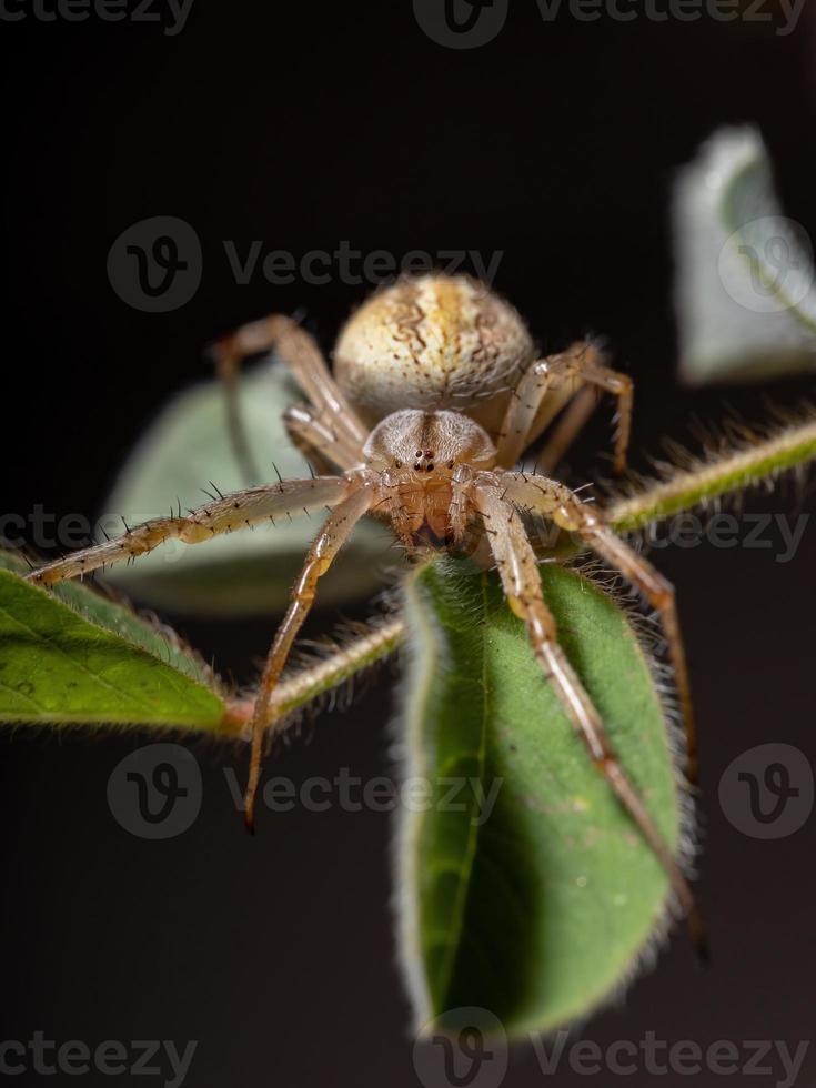 araignée néoscona herbe photo