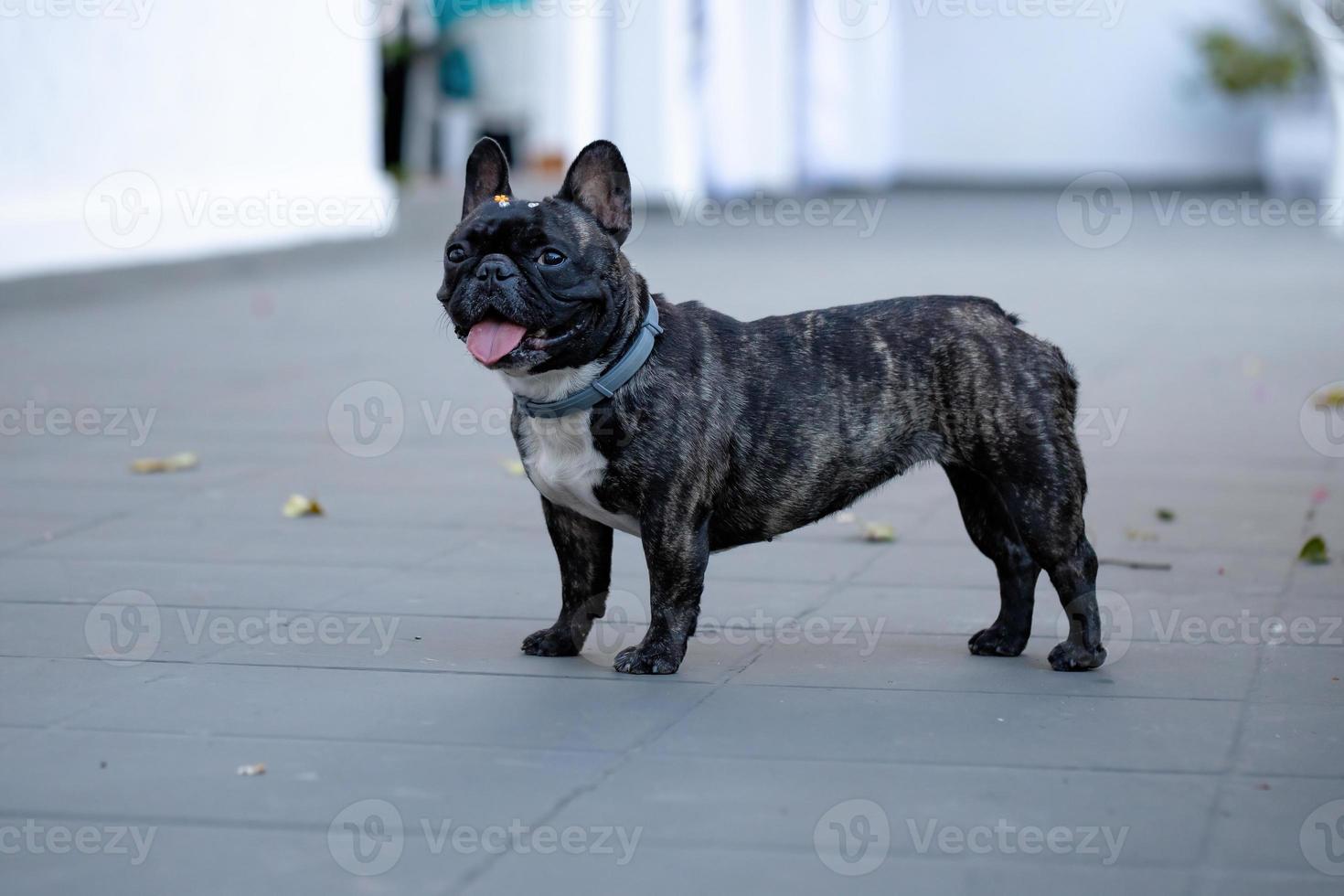 chien domestique noir adulte photo