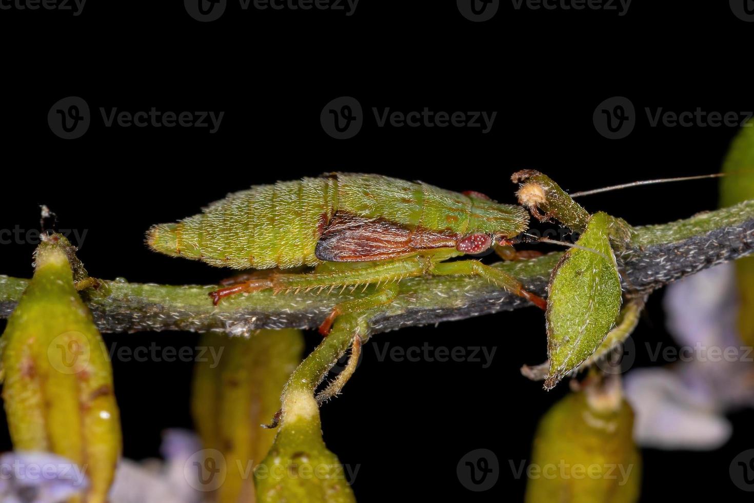 nymphe de cicadelle typique photo