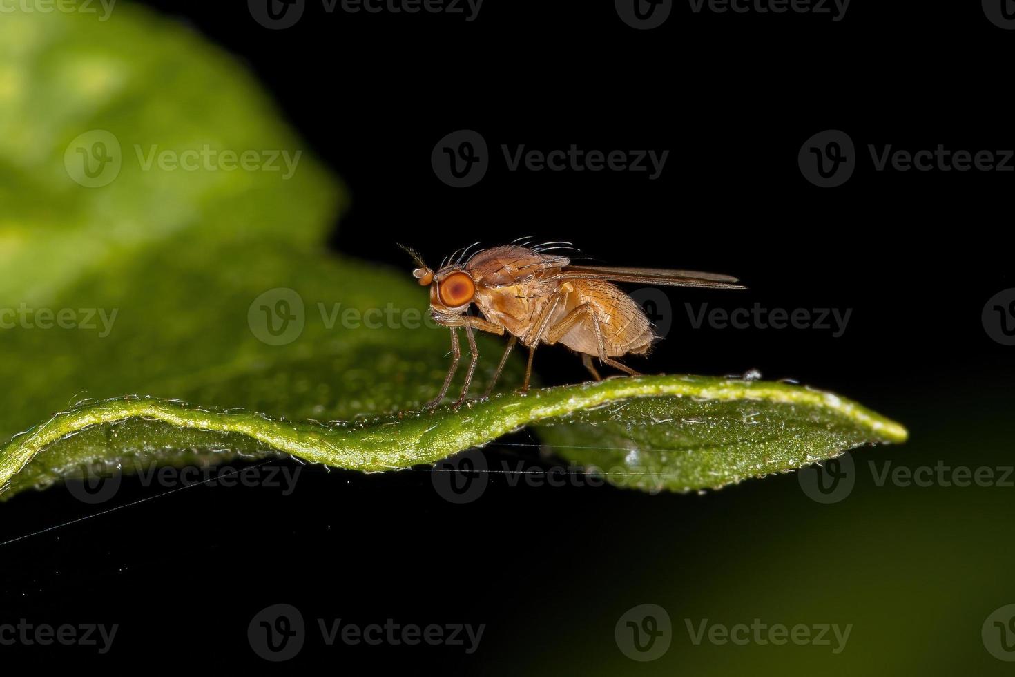 mouche lauxaniide adulte photo