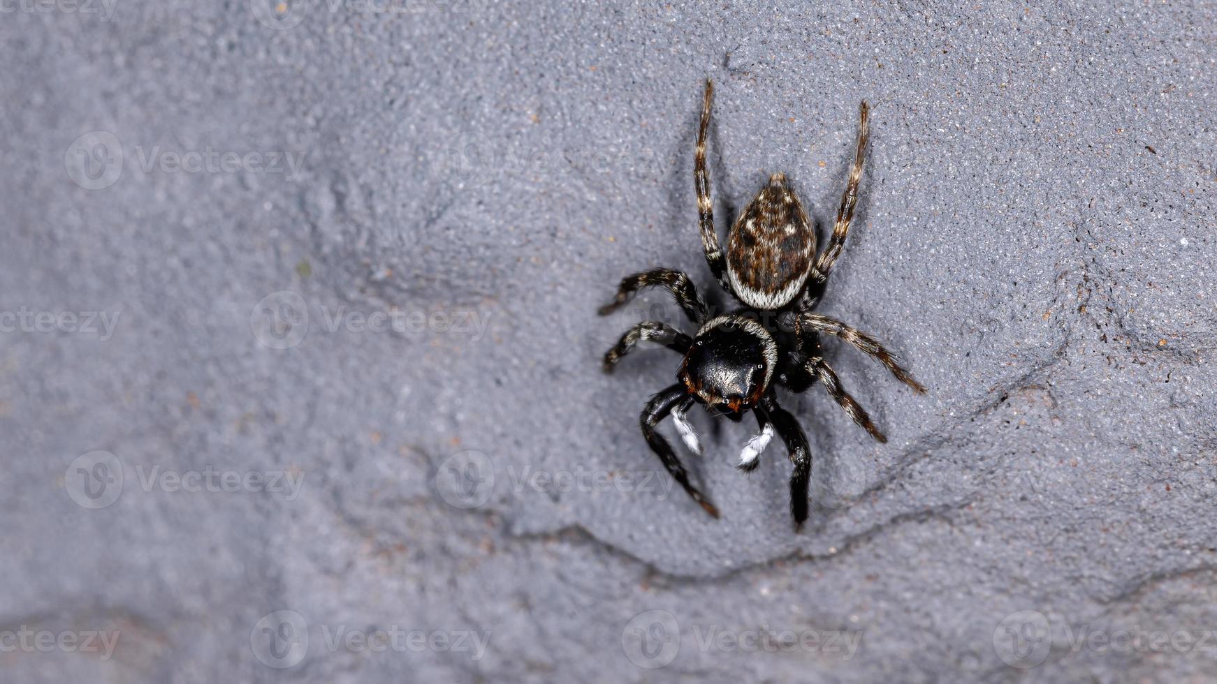 araignée sauteuse de la maison d'adanson photo