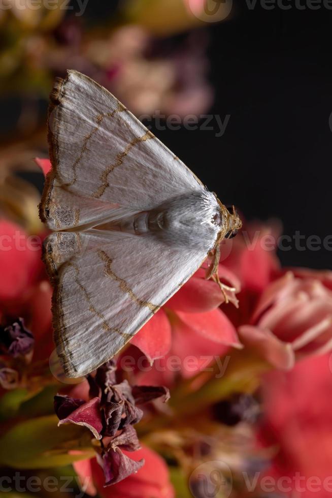 papillon des ailes dans une plante à fleurs photo