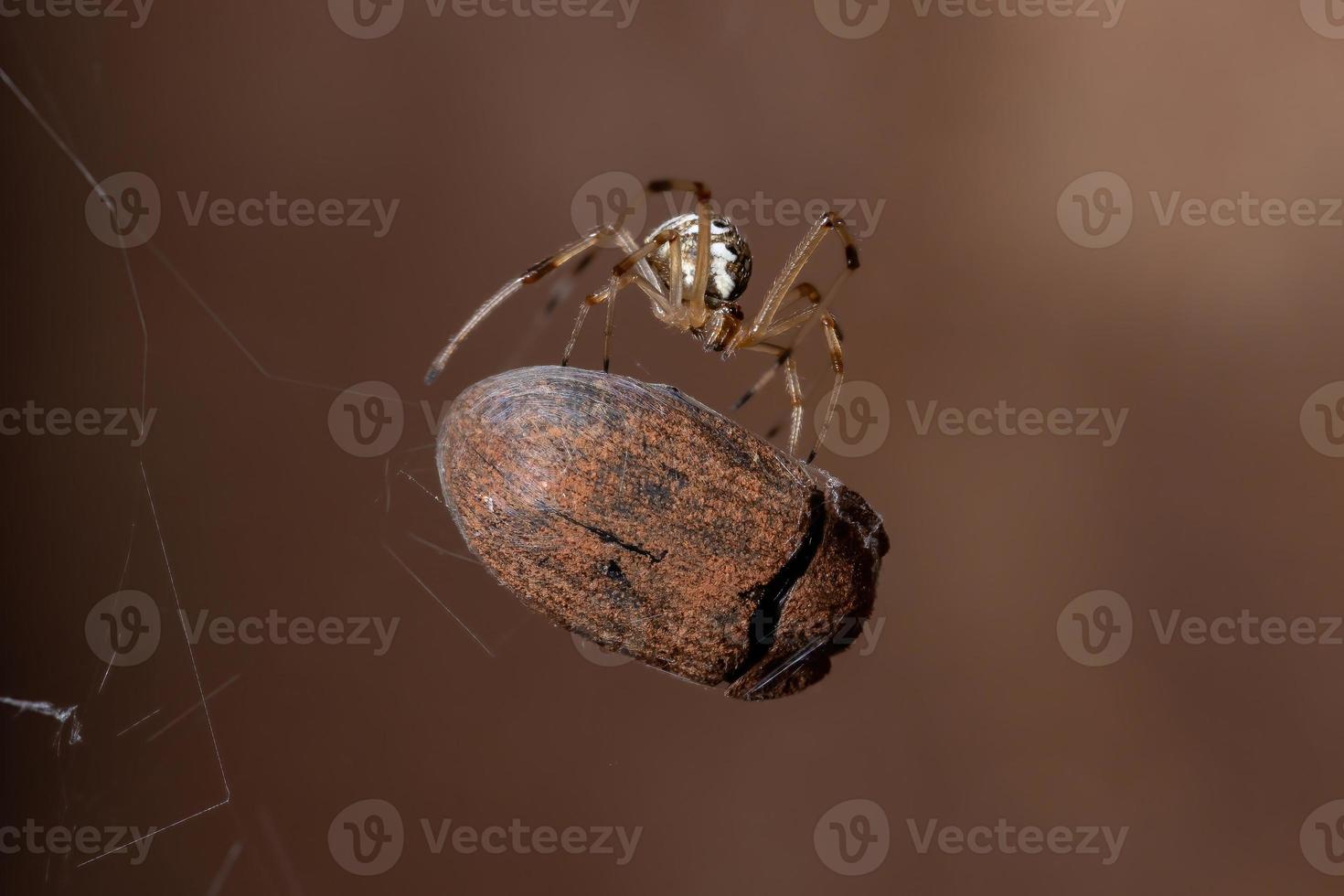 petite veuve brune photo