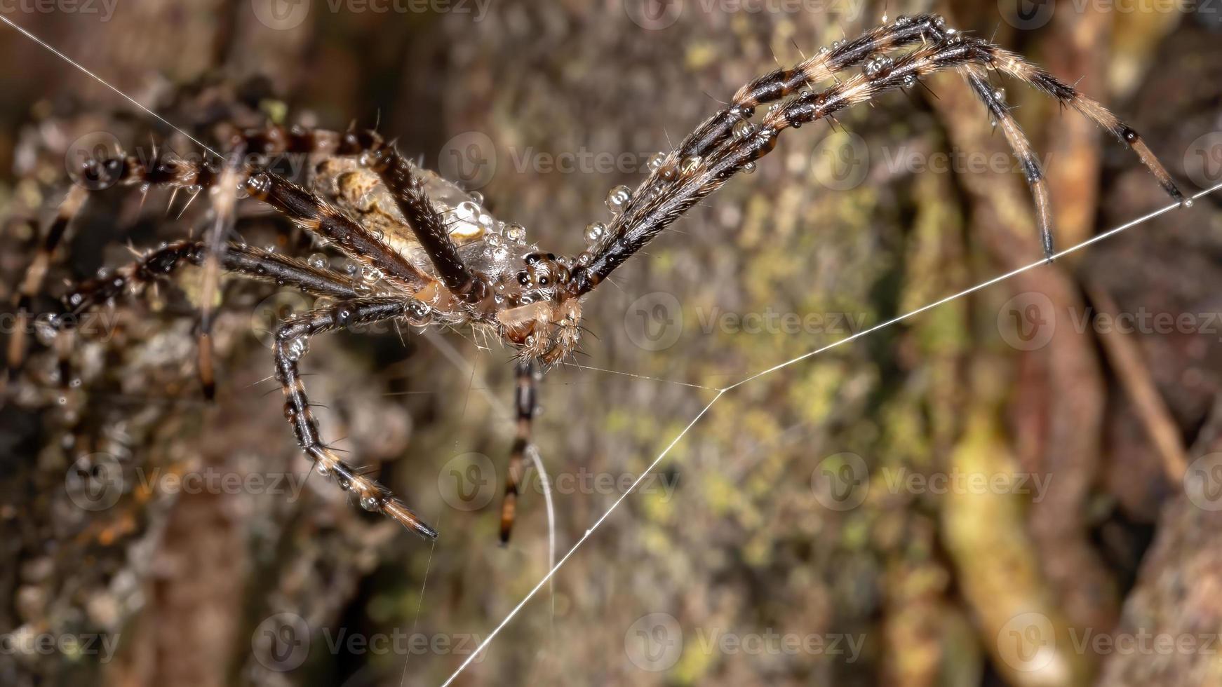 petit jardin orbweaver photo