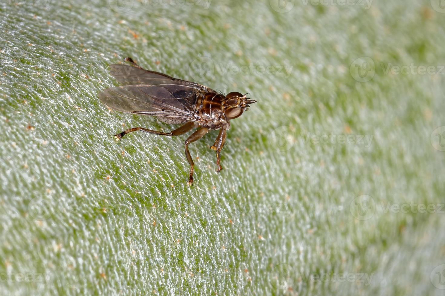 mouche à poux adulte photo