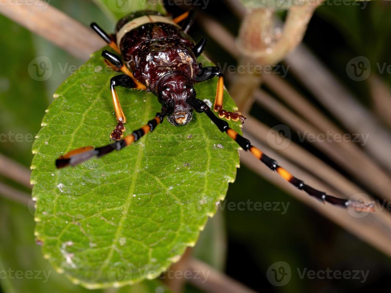 longicorne typique photo