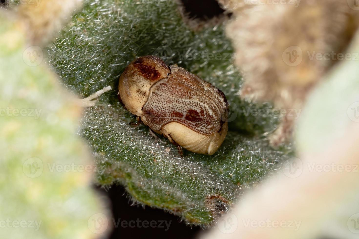 chrysomèle verruqueuse photo