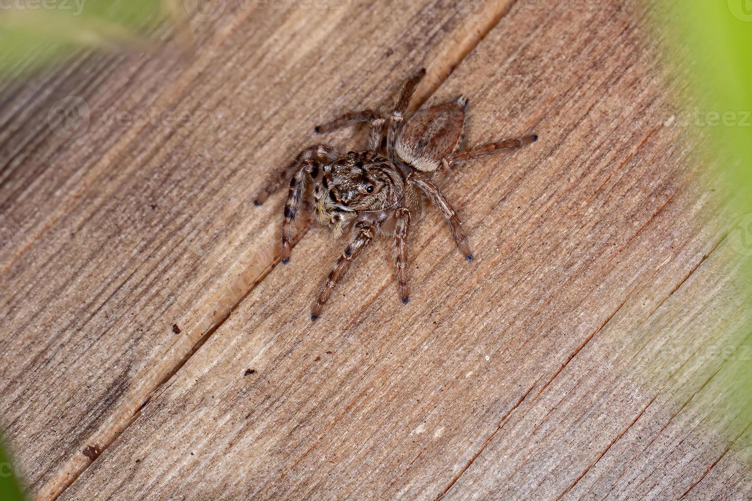 araignée sauteuse femelle photo