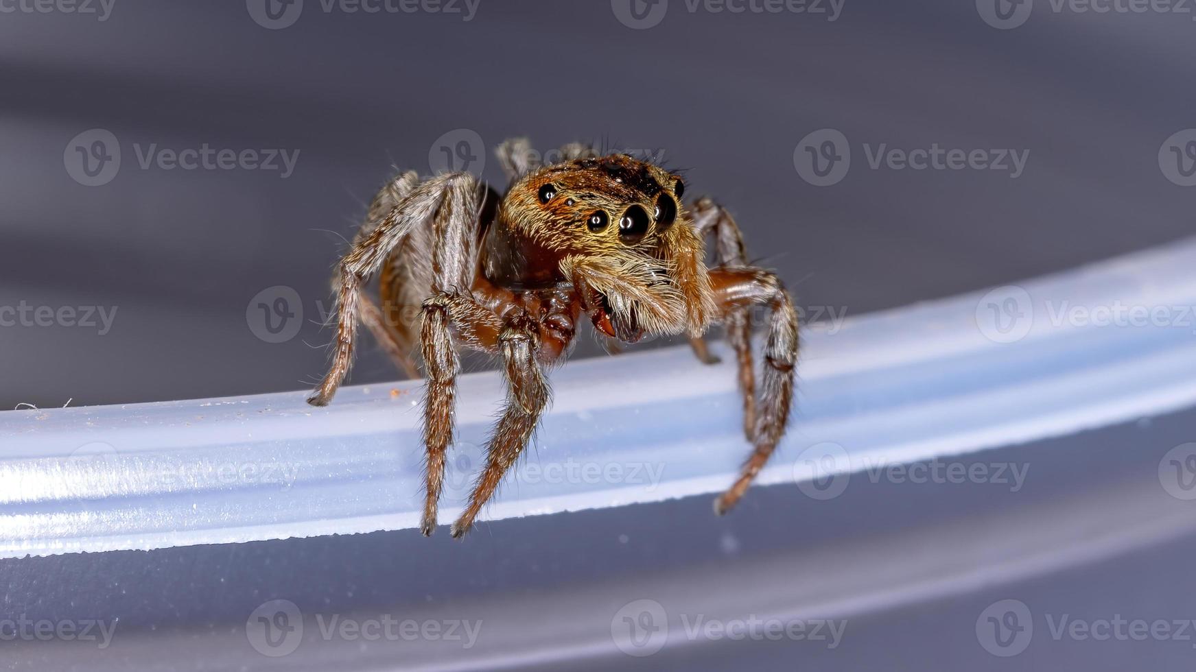 araignée sauteuse maison adanson photo