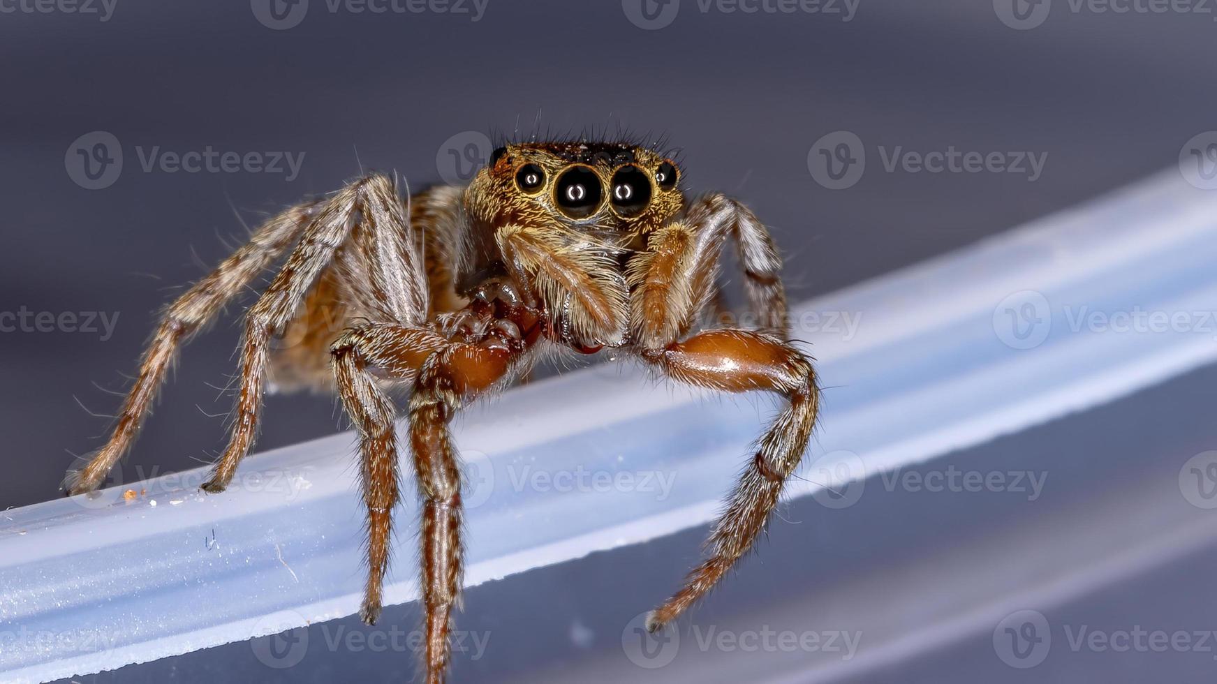 araignée sauteuse maison adanson photo