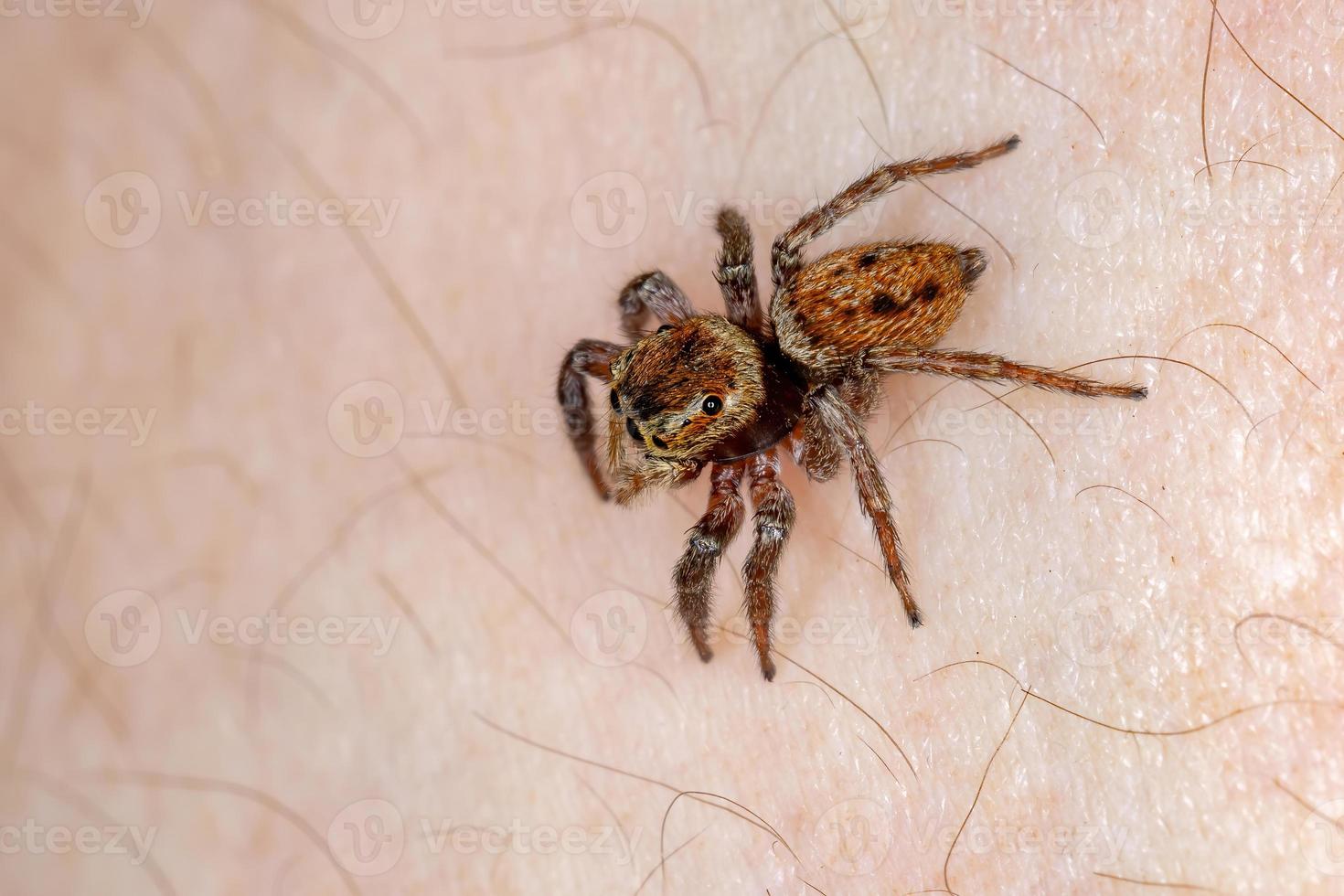 araignée sauteuse maison adanson photo