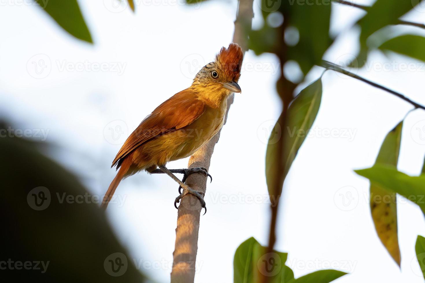 Antshrike barré femelle du Brésil photo