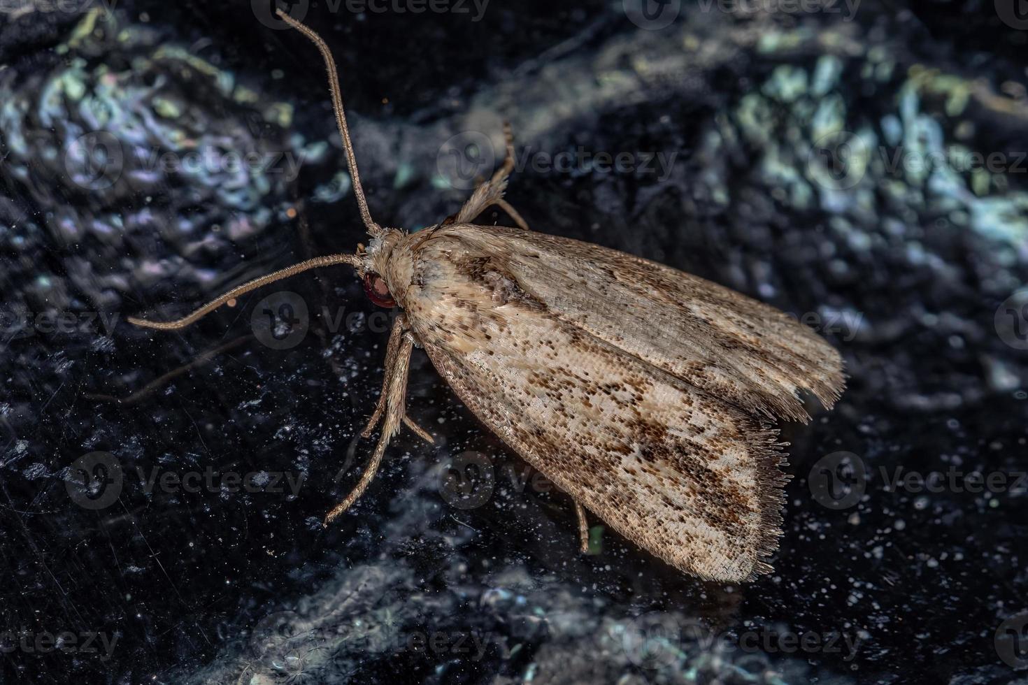 petit papillon adulte photo