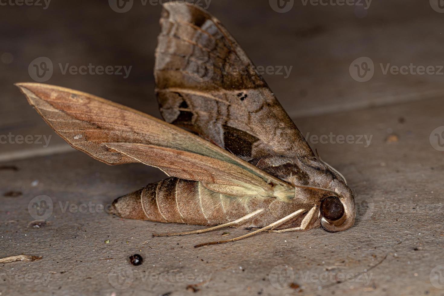 papillon sphinx macroglossine adulte mort photo