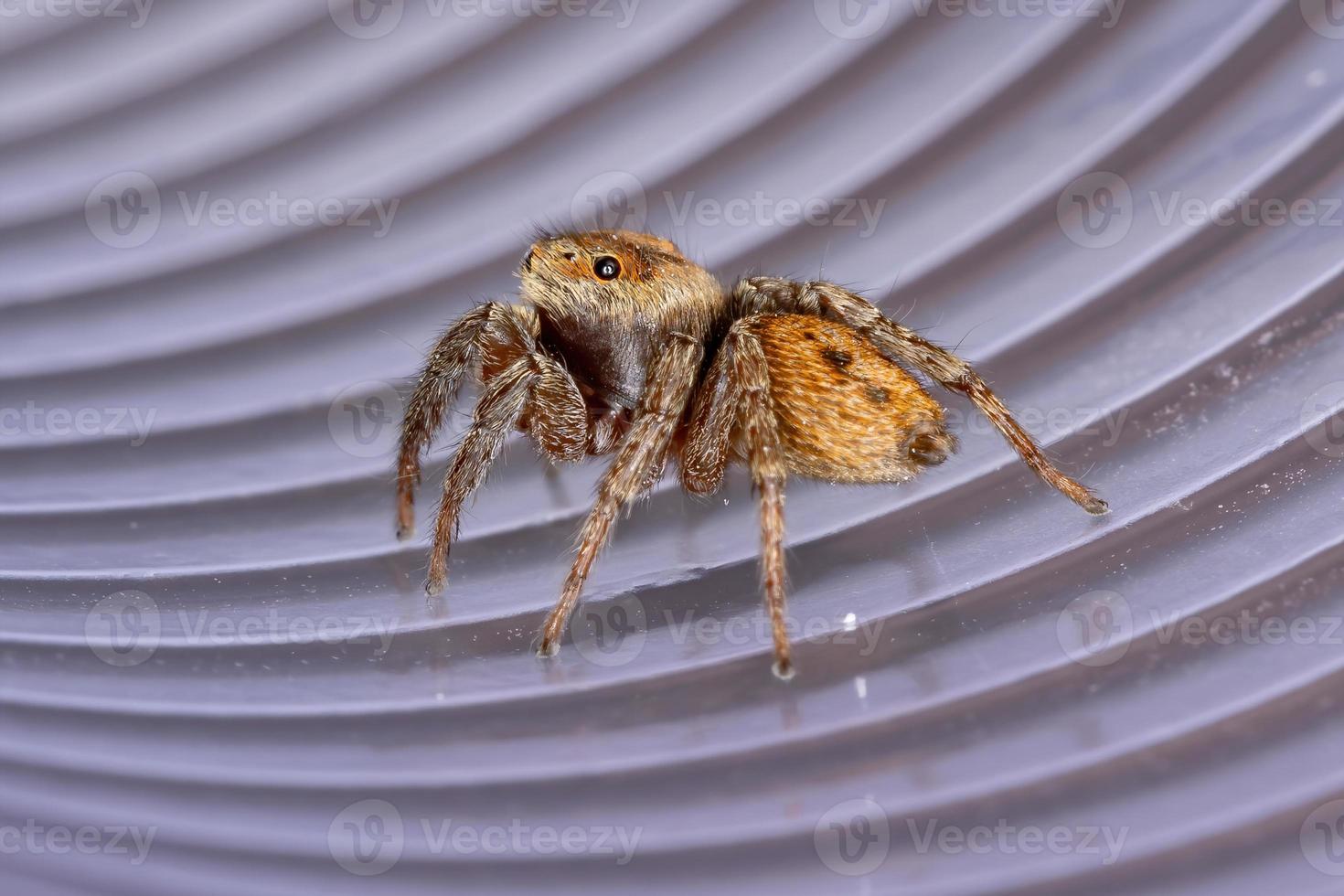 araignée sauteuse maison adanson photo