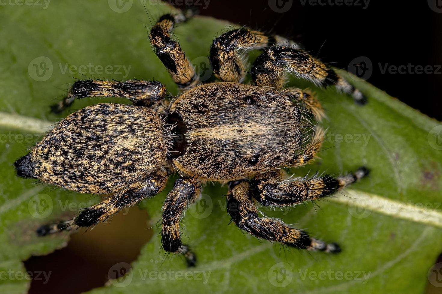 araignée sauteuse jaune femelle adulte photo