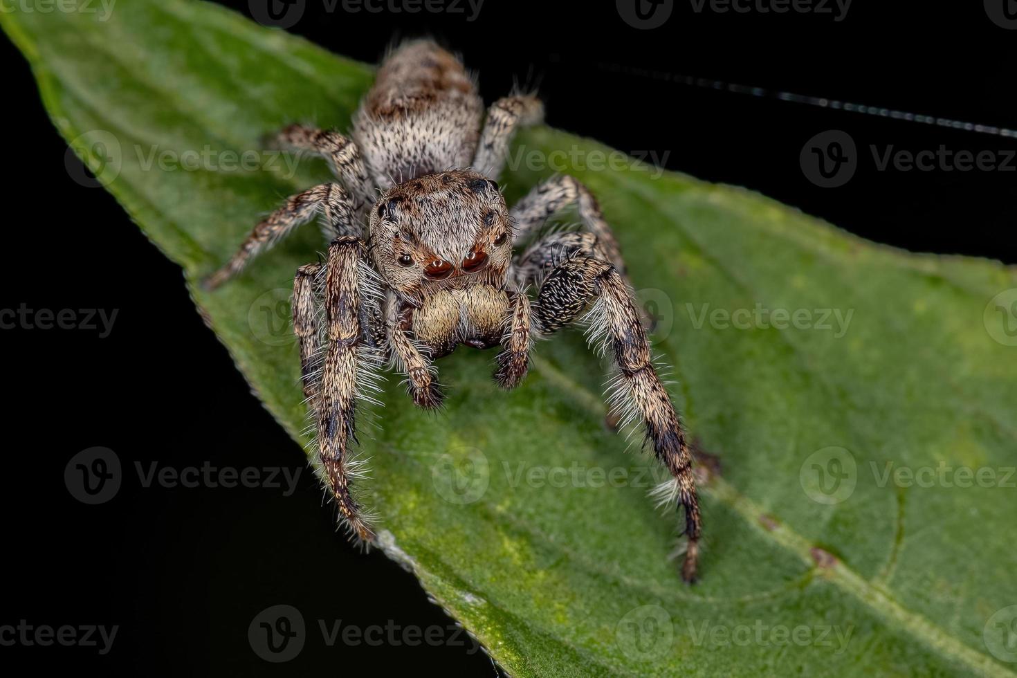 petite araignée sauteuse photo