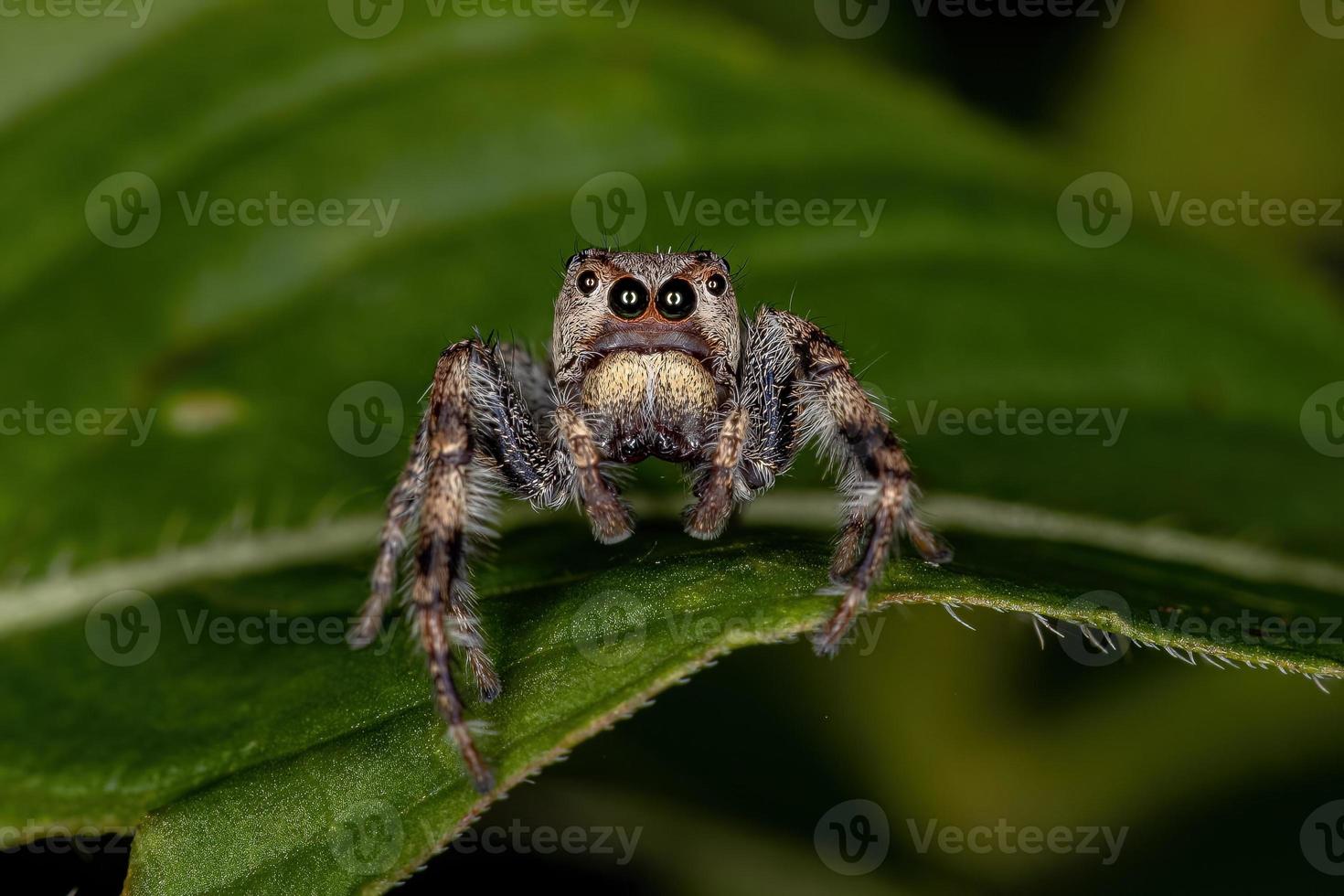 petite araignée sauteuse photo