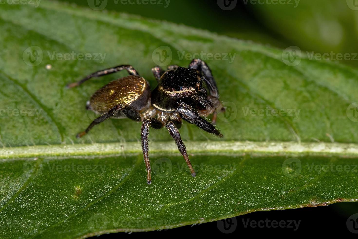 petite araignée sauteuse photo