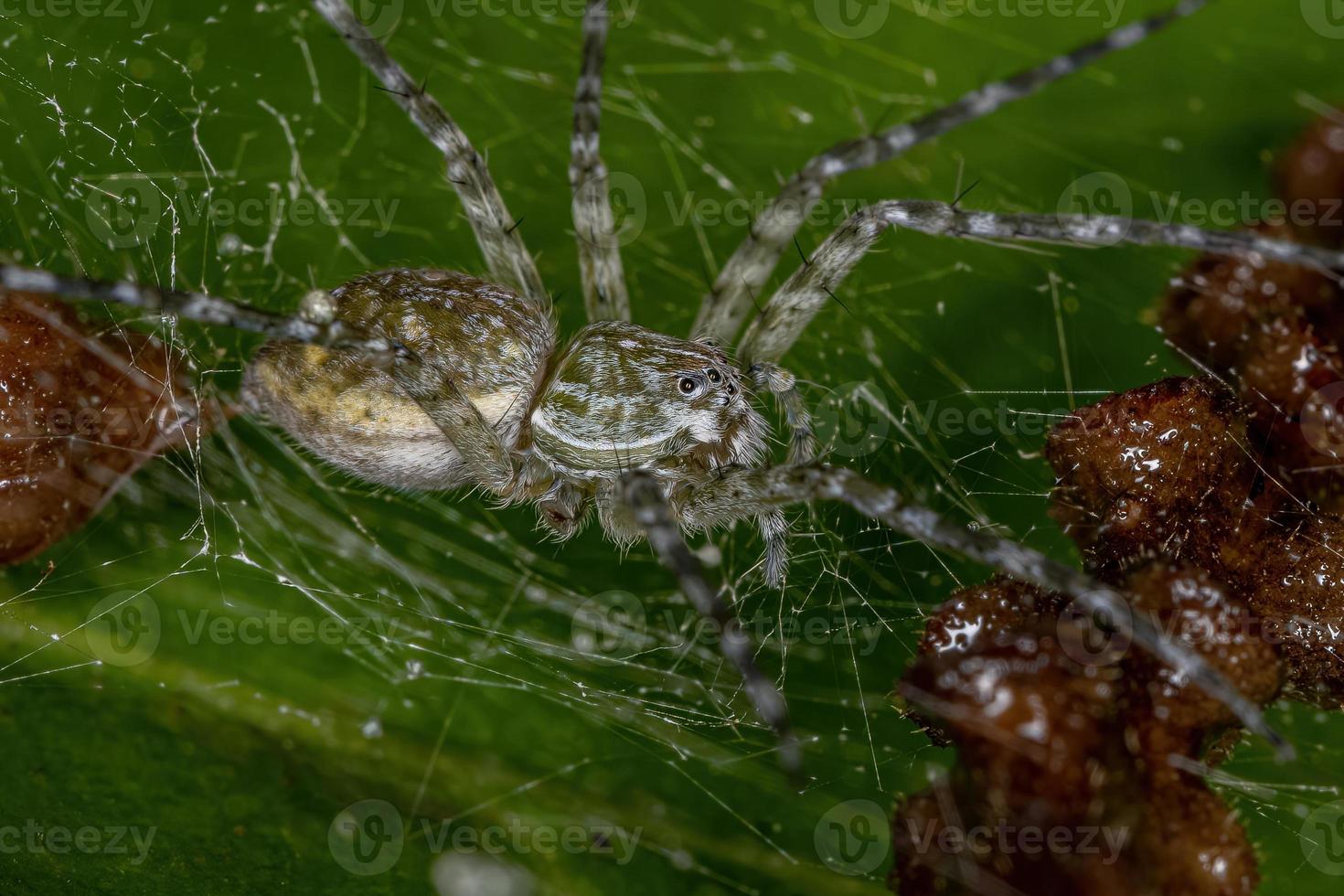 Spider web pépinière femelle adulte photo