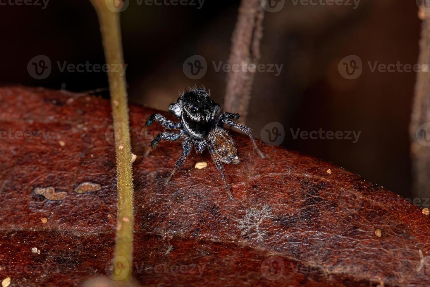 araignée sauteuse mâle adulte photo