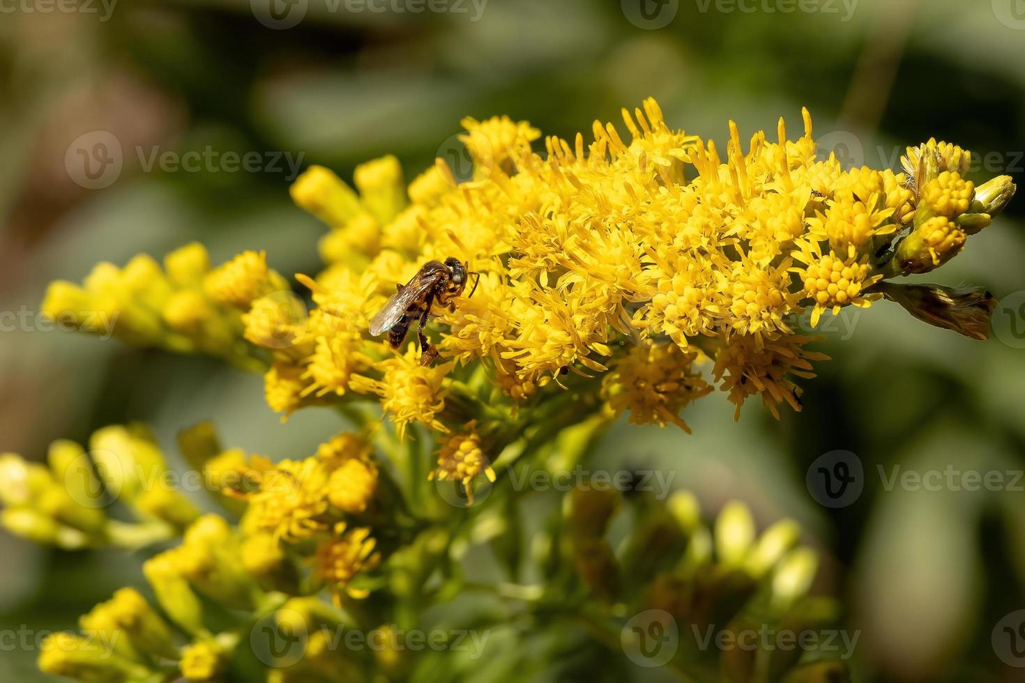 plante de verge d'or d'anis photo